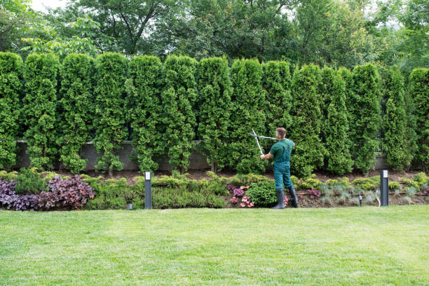 Best Lawn Irrigation Installation and Maintenance  in Rossville, GA