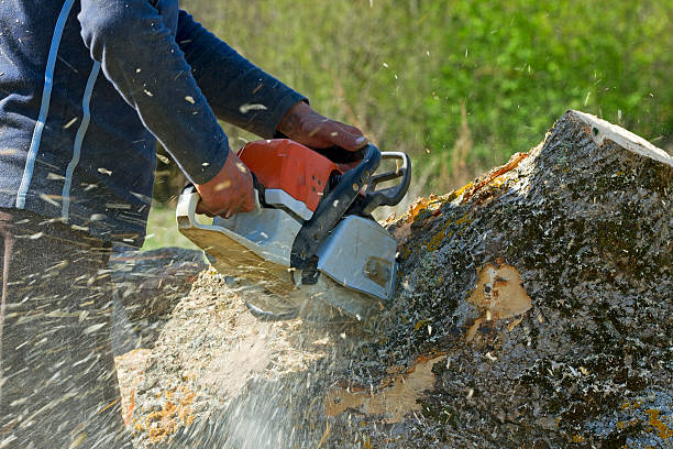 Best Root Management and Removal  in Rossville, GA